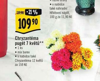 Albert Chryzantéma pigét 7 květů nabídka