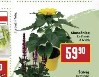 Billa Slunečnice nabídka