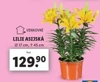 Lidl Lilie asijská nabídka