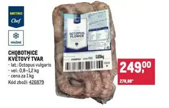 Makro CHOBOTNICE KVĚTOVÝ TVAR nabídka