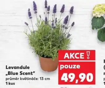 Kaufland Levandule „Blue Scent" nabídka