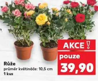Kaufland Růže nabídka