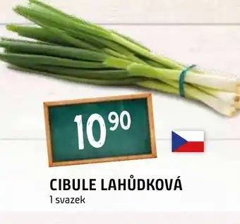 Terno CIBULE LAHŮDKOVÁ nabídka