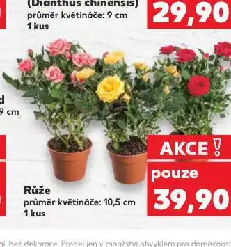 Kaufland Růže nabídka