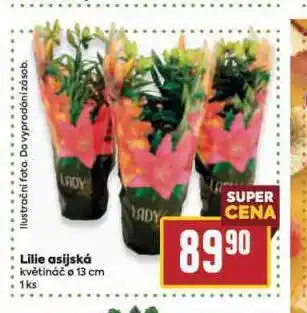 Billa Lilie asijská nabídka