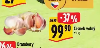 Albert Česnek volný nabídka