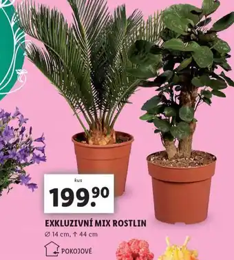 Lidl Exkluzivní mix rostlin nabídka