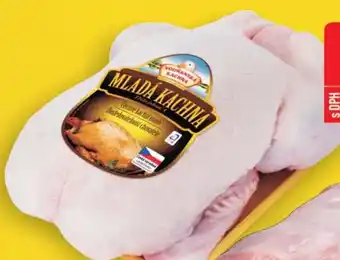 Jip Kachna mladá,,A nabídka