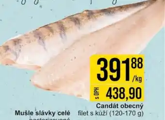 Jip Candát obecný nabídka