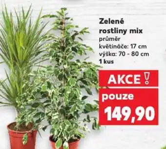 Kaufland Zelené rostliny mix nabídka