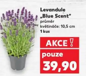 Kaufland Levandule ,,Blue Scent" nabídka