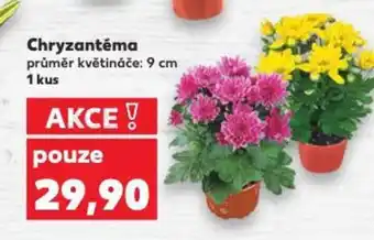 Kaufland Chryzantéma nabídka