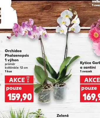 Kaufland Orchidea - phalaenopsis nabídka