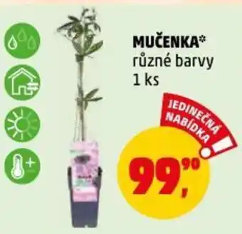MUČENKA