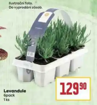 Levandule