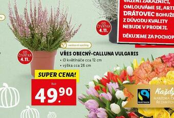 Lidl Vřes obecný nabídka