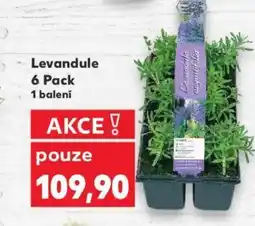 Kaufland Levandule 6 Pack nabídka