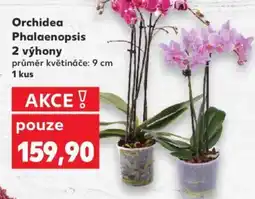 Kaufland Orchidea Phalaenopsis 2 výhony nabídka