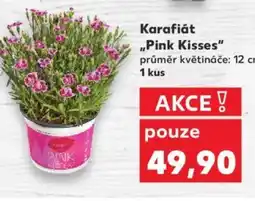Kaufland Karafiát ,,Pink Kisses" nabídka