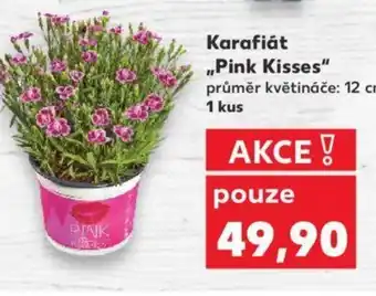 Kaufland Karafiát ,,Pink Kisses" nabídka