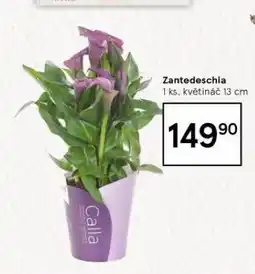Tesco Zantedeschia nabídka