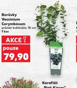 Kaufland Borůvky vaccinium corymbosum nabídka