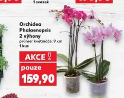 Kaufland Orchidea - phalaenopsis nabídka