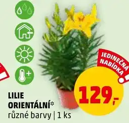 LILIE ORIENTÁLNÍ