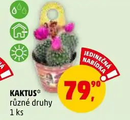 Penny Market KAKTUS nabídka