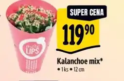 Albert Kalanchoe mix nabídka