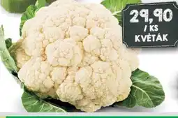 Jip KVĚTÁK nabídka