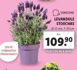 Lidl Levandule stoechas nabídka