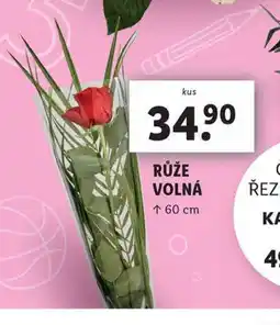 Lidl Růže volná nabídka