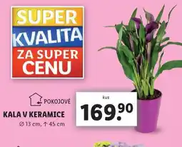 Lidl Kala v keramice nabídka