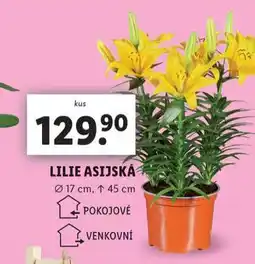 Lidl Lilie asijská nabídka