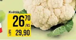 Jip Květák nabídka