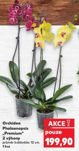 Kaufland Orchidea Phalaenopsis "Premium" 2 výhony nabídka