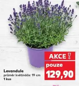 Kaufland Levandule nabídka