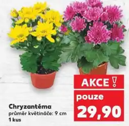 Kaufland Chryzantéma nabídka