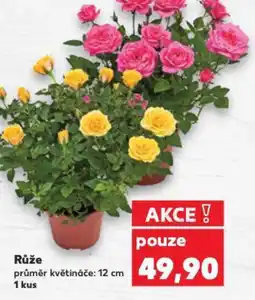 Kaufland Růže nabídka