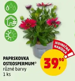 Penny Market PAPRSKOVKA OSTEOSPERMUM nabídka