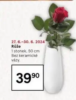 Tesco Růže nabídka