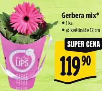 Albert Gerbera mix nabídka