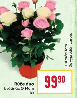 Billa Růže duo nabídka
