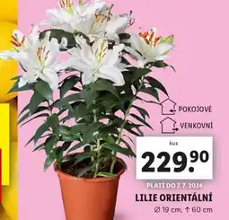 Lidl Lilie orientální nabídka
