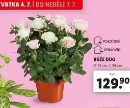 Lidl Růže duo nabídka