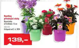 Uni Hobby Rostliny přitahující včely nabídka