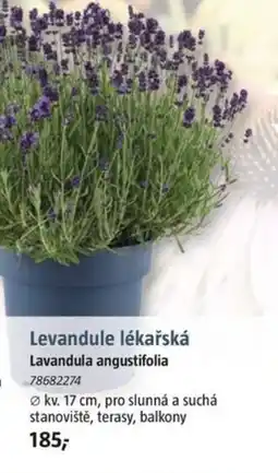 Bauhaus Levandule lékařská nabídka