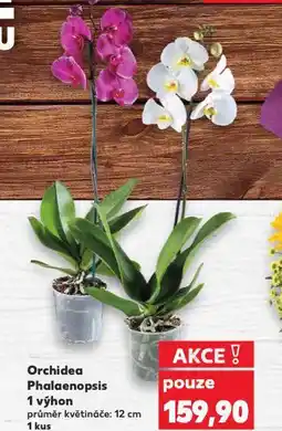 Kaufland Orchidea - phalaenopsis nabídka