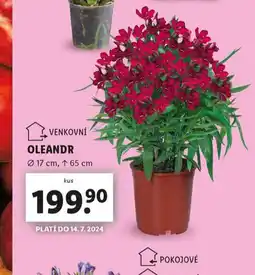 Lidl Oleandr nabídka